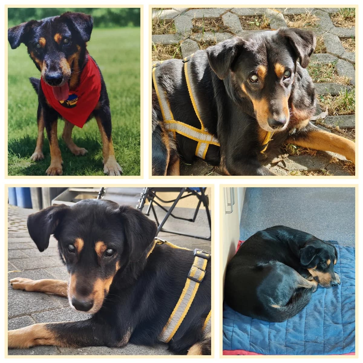 Ilay –, male 5yo Mixed Breed for adoption at Tierschutzverein Whm. u. Umg. e.V., Weinheim