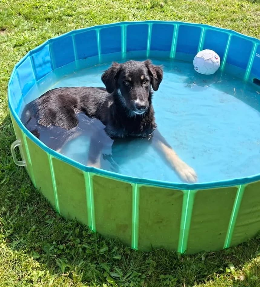 Moira –, female puppy Mixed Breed for adoption at Tierschutzverein Whm. u. Umg. e.V., Weinheim