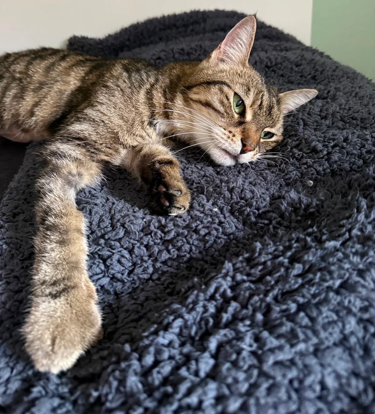 Luna –, female senior Mixed Breed for adoption at Tierschutzverein Whm. u. Umg. e.V., Weinheim