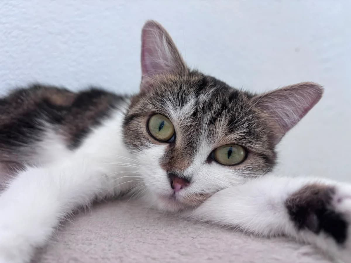 Daisy –, female 3yo mixed breed for adoption at Tierschutzverein Whm. u. Umg. e.V., Weinheim