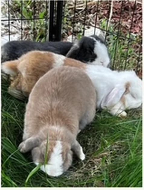 Kaninchen Trio – Vermittlungshilfe, 5yo Mixed Breed for adoption at Tierschutzverein Whm. u. Umg. e.V., Weinheim