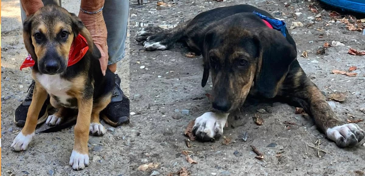 Nana oder Norbert –, male puppy Mixed Breed for adoption at Tierschutzverein Whm. u. Umg. e.V., Weinheim