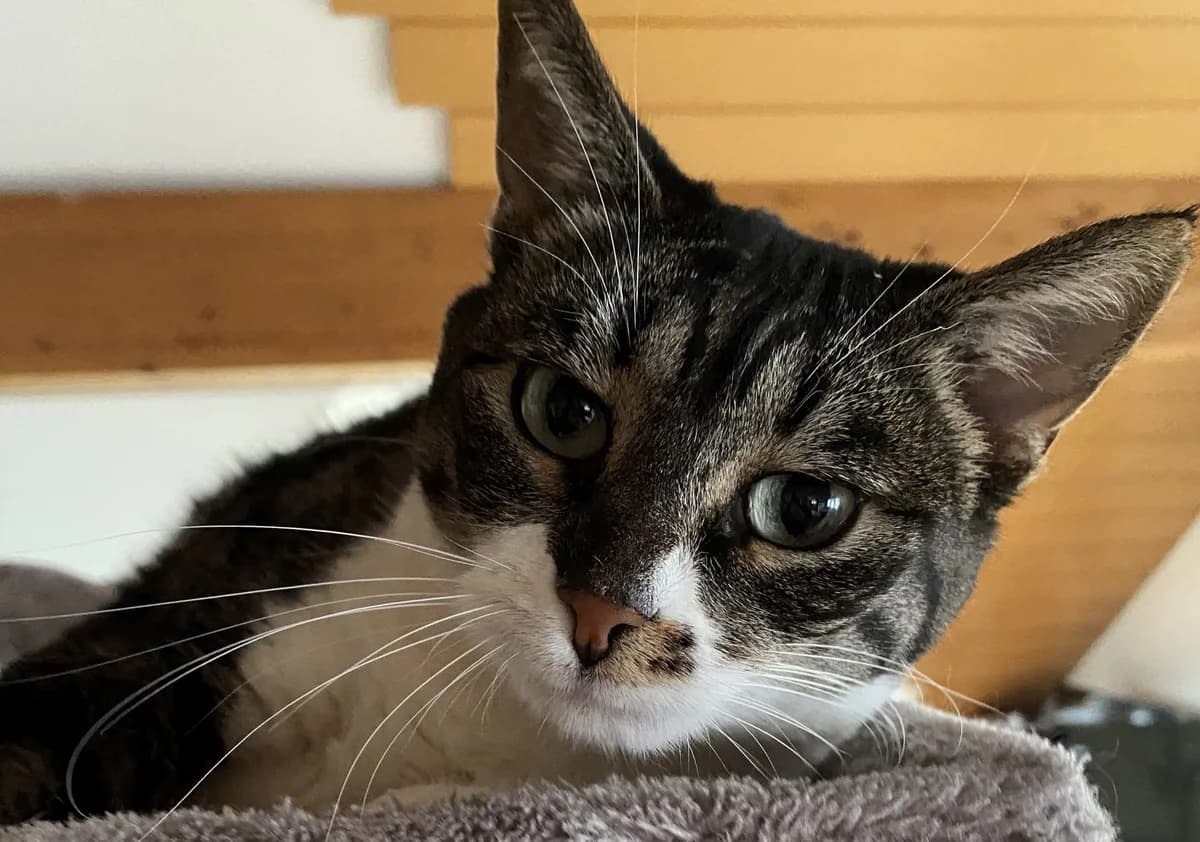 Frieda –, female senior Mixed Breed for adoption at Tierschutzverein Whm. u. Umg. e.V., Weinheim