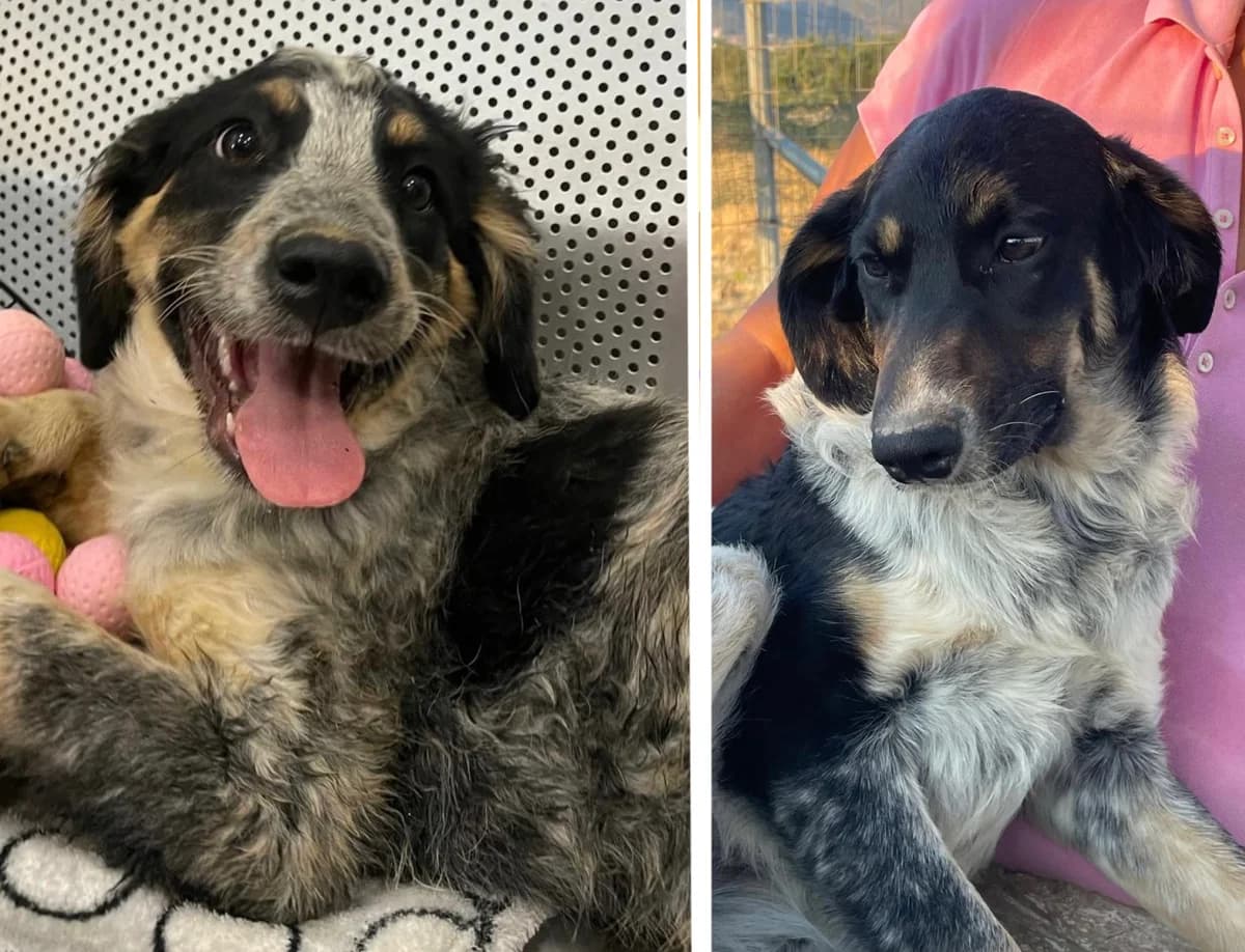 Aaron &, male puppy Mixed Breed for adoption at Tierschutzverein Whm. u. Umg. e.V., Weinheim