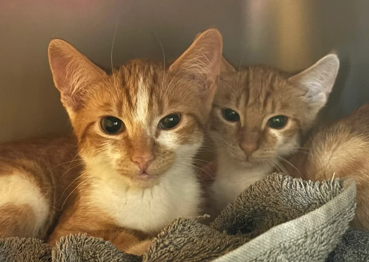 Tim und Struppi, rot male Mixed Breed for adoption at Tierschutzverein Whm. u. Umg. e.V., Weinheim