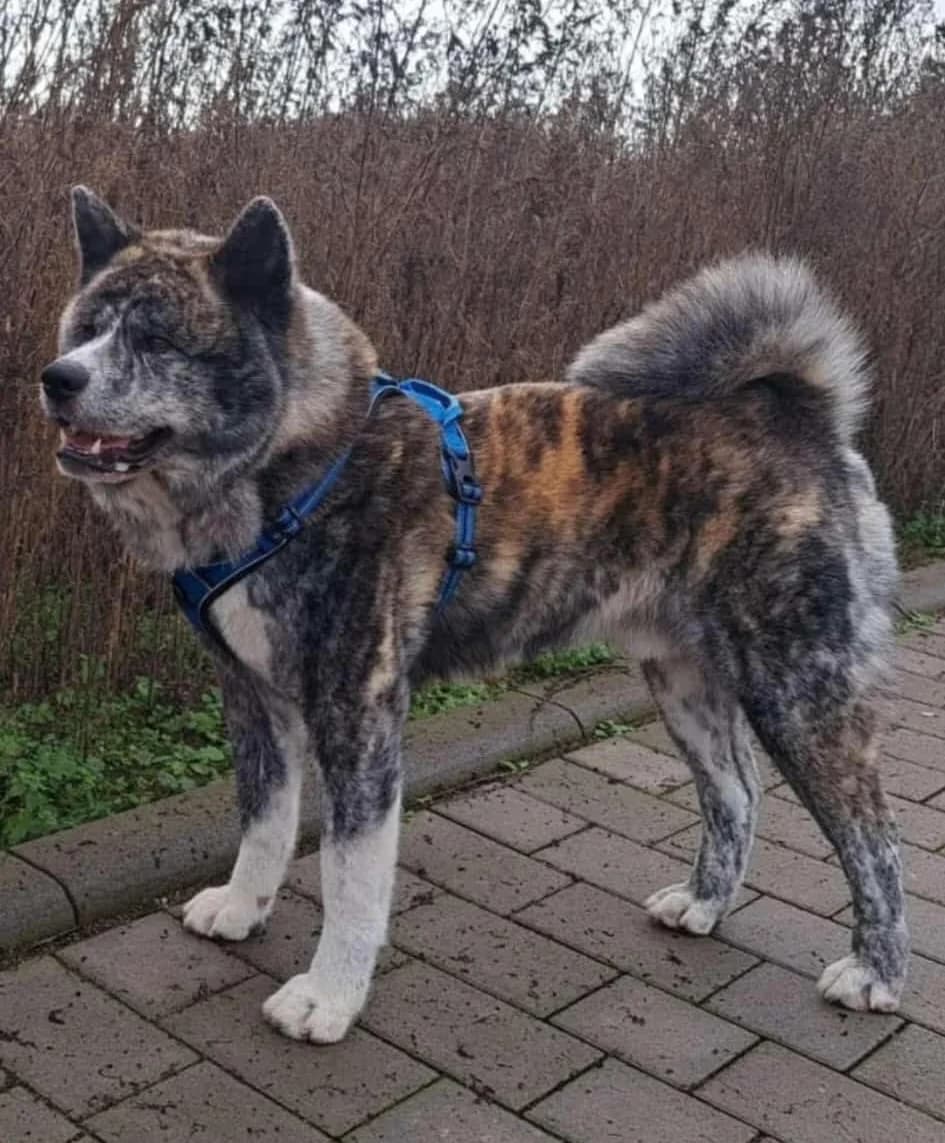 Hatschi –, male senior Mixed Breed for adoption at Tierschutzverein Whm. u. Umg. e.V., Weinheim