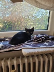 Lia & Leo Kitten, puppy Mixed Breed for adoption at Tierschutzverein Witzenhausen und Umgebung e.V.