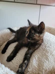 Tier 11, Mixed Breed for adoption at Tierschutzverein Witzenhausen und Umgebung e.V.