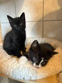 Riley links & Cody rechts Kitten, puppy Mixed Breed for adoption at Tierschutzverein Witzenhausen und Umgebung e.V.
