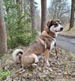 Luna, female 3yo Mixed Breed for adoption at Tierschutzverein Wunsiedel