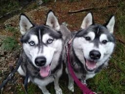 Akira Und Akir, male 4yo Mixed Breed for adoption at Tierschutzverein Wunsiedel