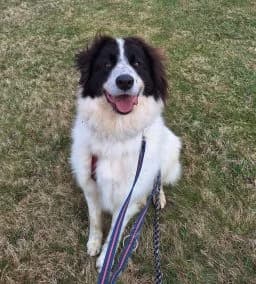 SAM, male 3yo Mixed Breed for adoption at Tierschutzverein Wunsiedel