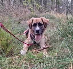 MAX, male 5yo Mixed Breed for adoption at Tierschutzverein Wunsiedel