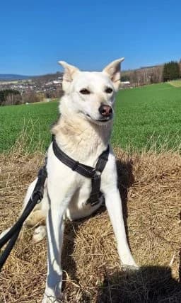 Tina – Hat Interessenten ♥️ ♥️ ♥️, female 4yo Mixed Breed for adoption at Tierschutzverein Wunsiedel