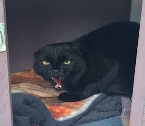 Cat 7128, male Mixed Breed for adoption at Tierschutzverein Wunsiedel