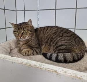 Bella, female 6yo Mixed Breed for adoption at Tierschutzverein Wunsiedel