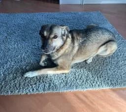 Dita – Vermittlungshilfe, female senior Mixed Breed for adoption at Tierschutzverein Wunsiedel