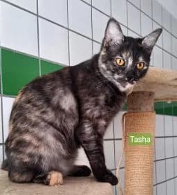 Gini Und Tasha, female young Mixed Breed for adoption at Tierschutzverein Wunsiedel