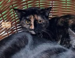 Cleo Und Gerry, male young Mixed Breed for adoption at Tierschutzverein Wunsiedel