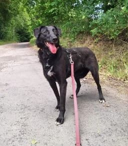 Giorgia, female 4yo Mixed Breed for adoption at Tierschutzverein Wunsiedel