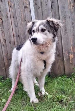 Raya, female 4yo Mixed Breed for adoption at Tierschutzverein Wunsiedel