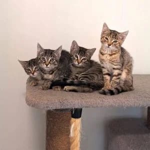 Elara, Yumi, Bam Bam Und Tigra, male puppy Mixed Breed for adoption at Tierschutzverein Wunsiedel