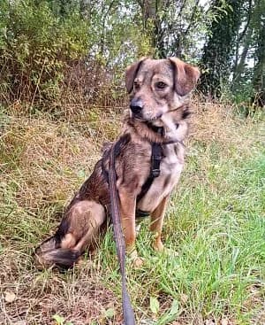 Florina, female 4yo Mixed Breed for adoption at Tierschutzverein Wunsiedel