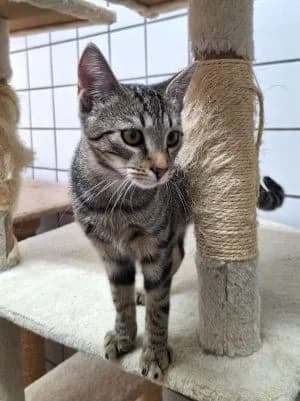 July- Hat Interessenten ♥️, male puppy Mixed Breed for adoption at Tierschutzverein Wunsiedel
