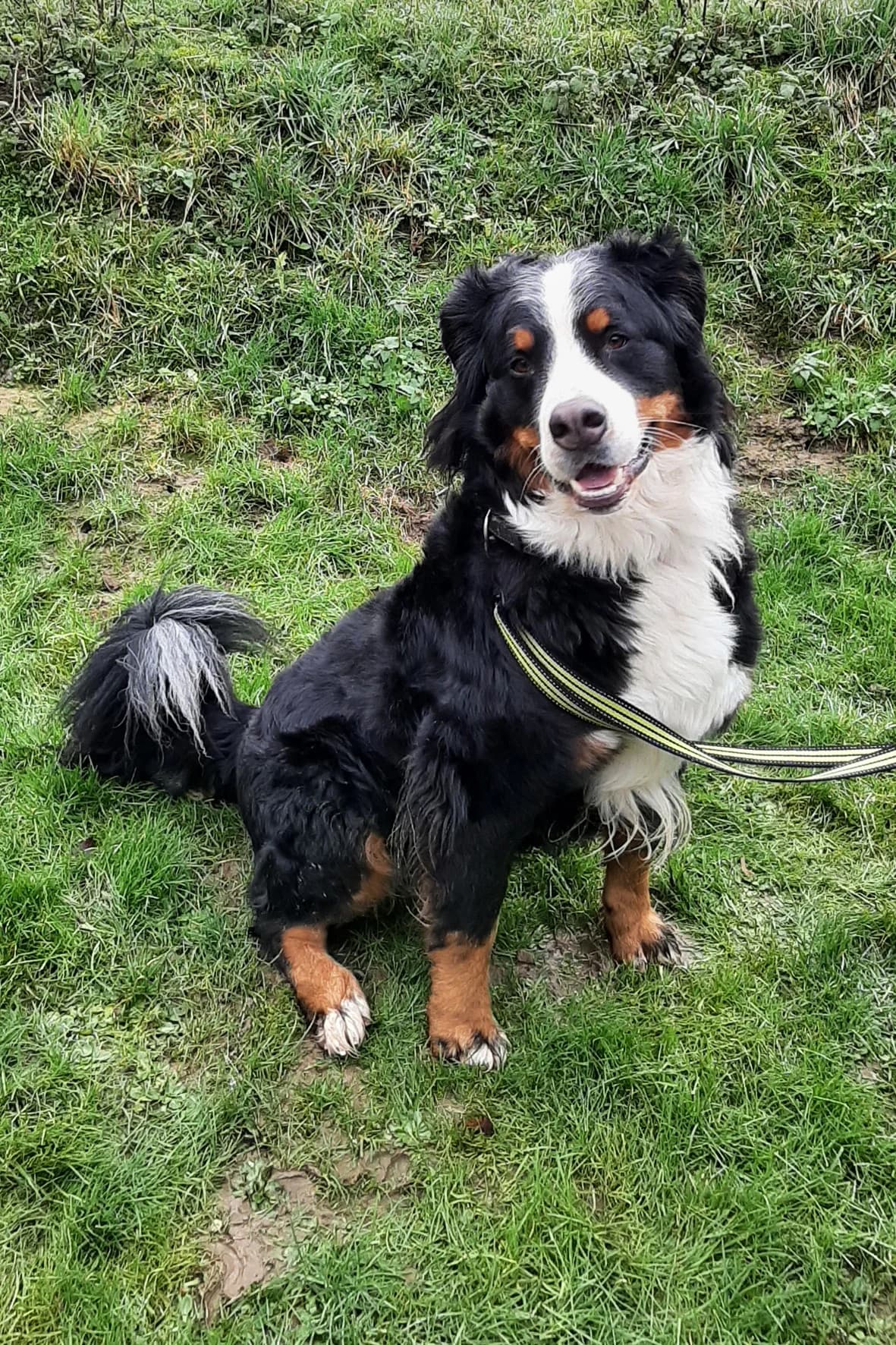 Jack, male senior Bernese Mountain Dog for adoption at Tierschutzverein Wunstorf und Umgebung von 1934 e.V., Wunstorf