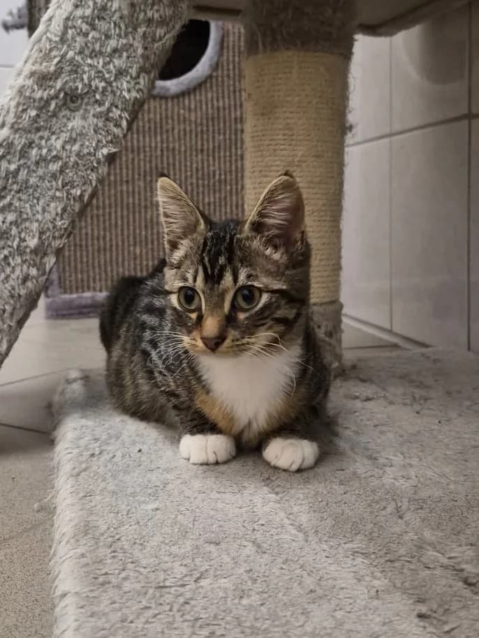 Unsere Kitten, male puppy Mixed Breed for adoption at Tierschutzverein Wunstorf und Umgebung von 1934 e.V., Wunstorf