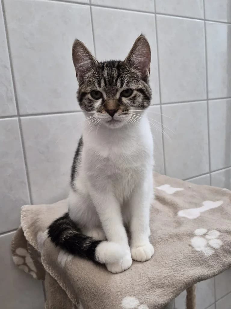 Unsere Kitten, male puppy Mixed Breed for adoption at Tierschutzverein Wunstorf und Umgebung von 1934 e.V., Wunstorf