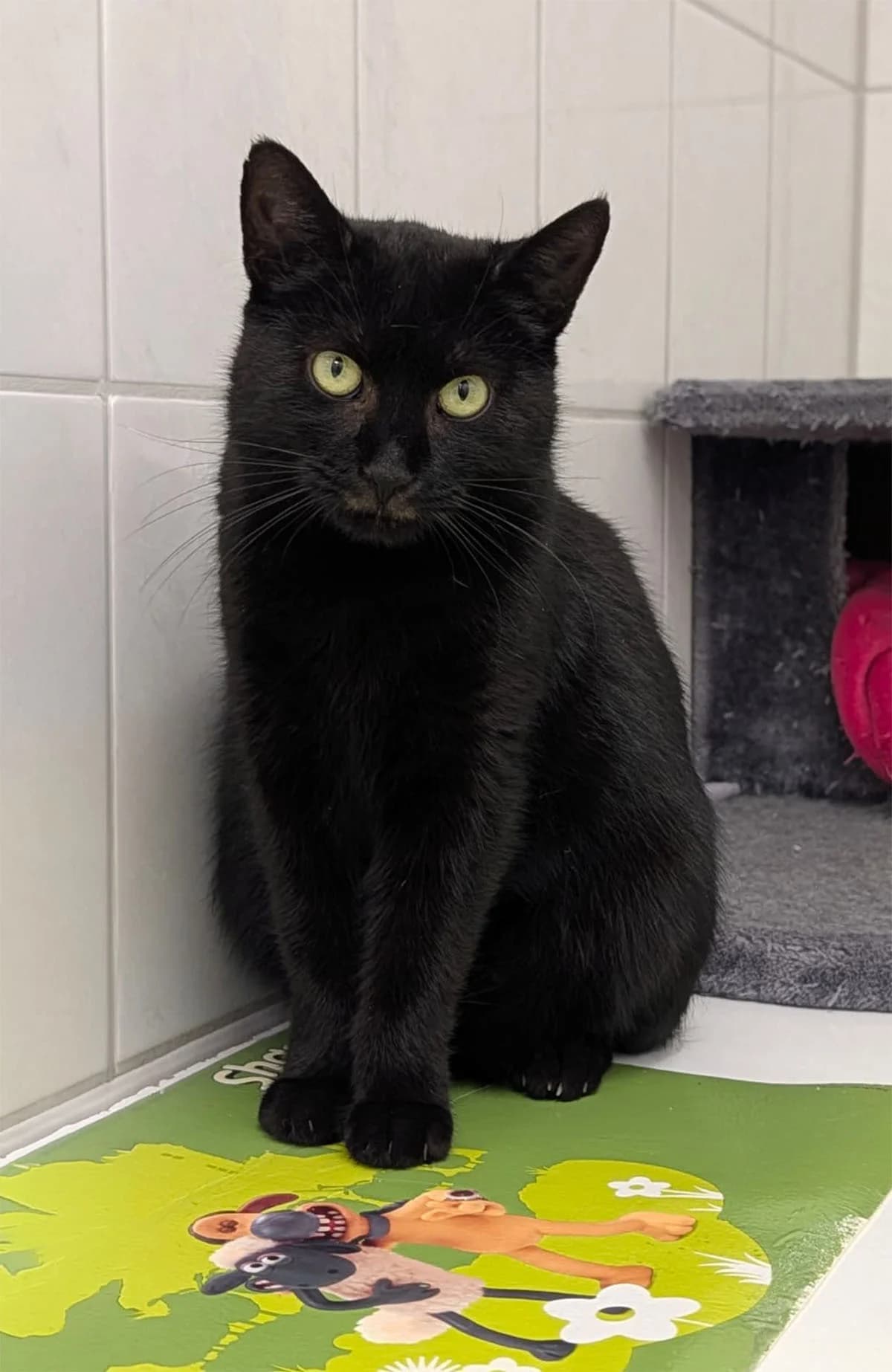 Mina, female Mixed Breed for adoption at Tierschutzverein Wunstorf und Umgebung von 1934 e.V.