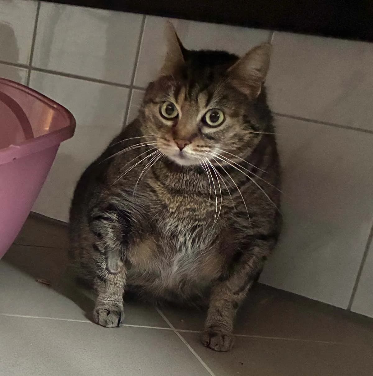 Emmi, female Mixed Breed for adoption at Tierschutzverein Wunstorf und Umgebung von 1934 e.V.