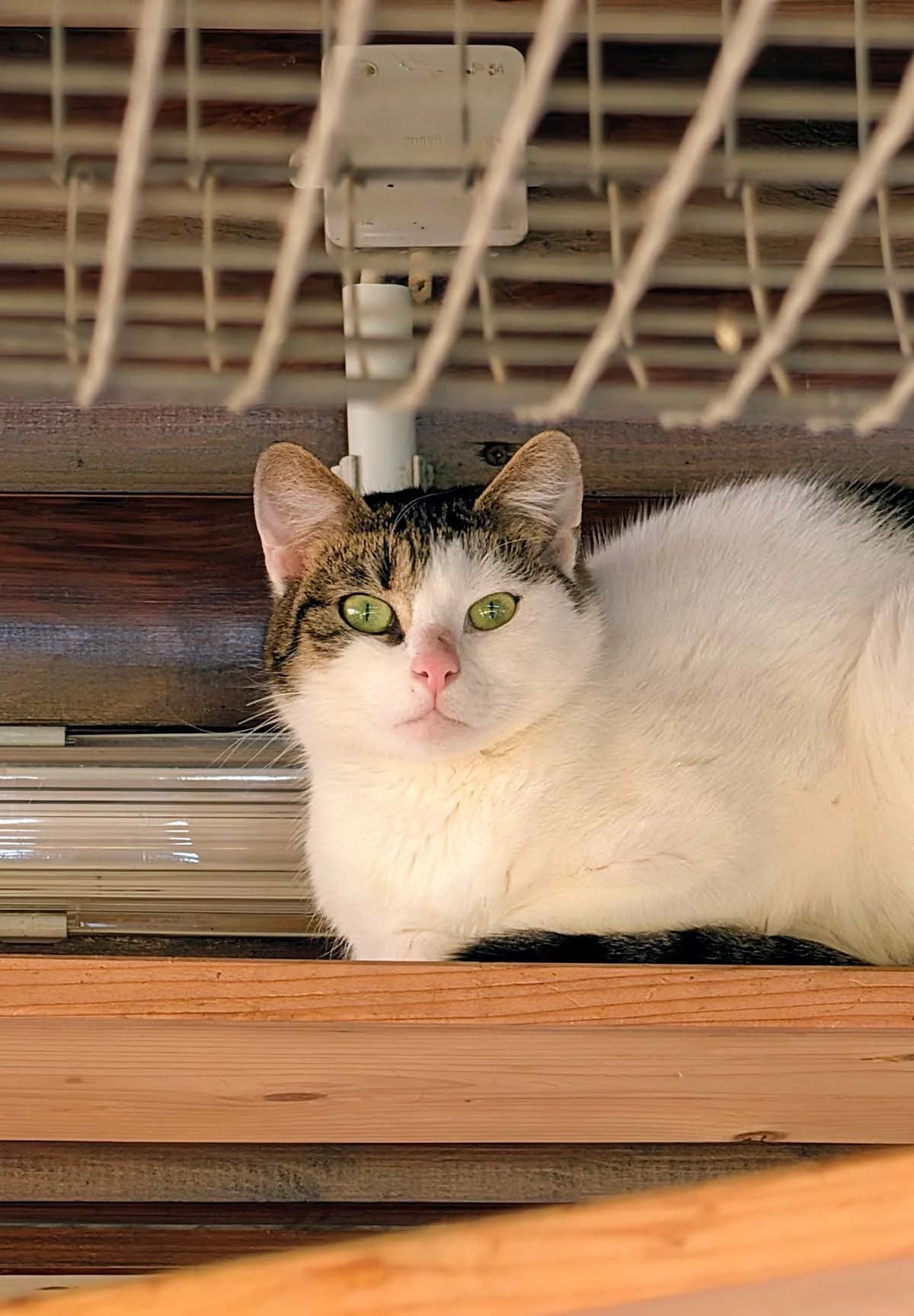 Camilla, female Mixed Breed for adoption at Tierschutzverein Wunstorf und Umgebung von 1934 e.V.