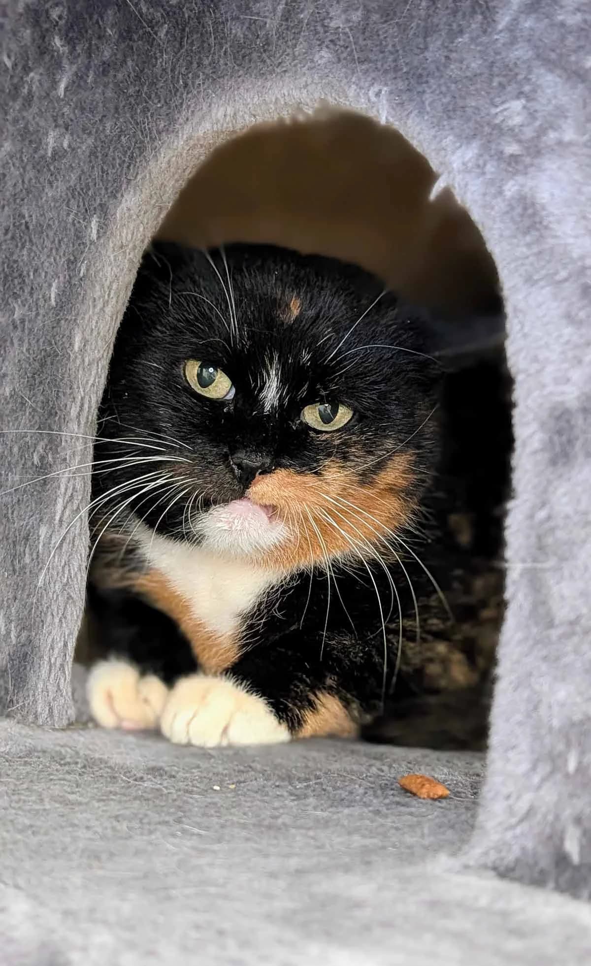 Polly, female senior Mixed Breed for adoption at Tierschutzverein Wunstorf und Umgebung von 1934 e.V., Wunstorf