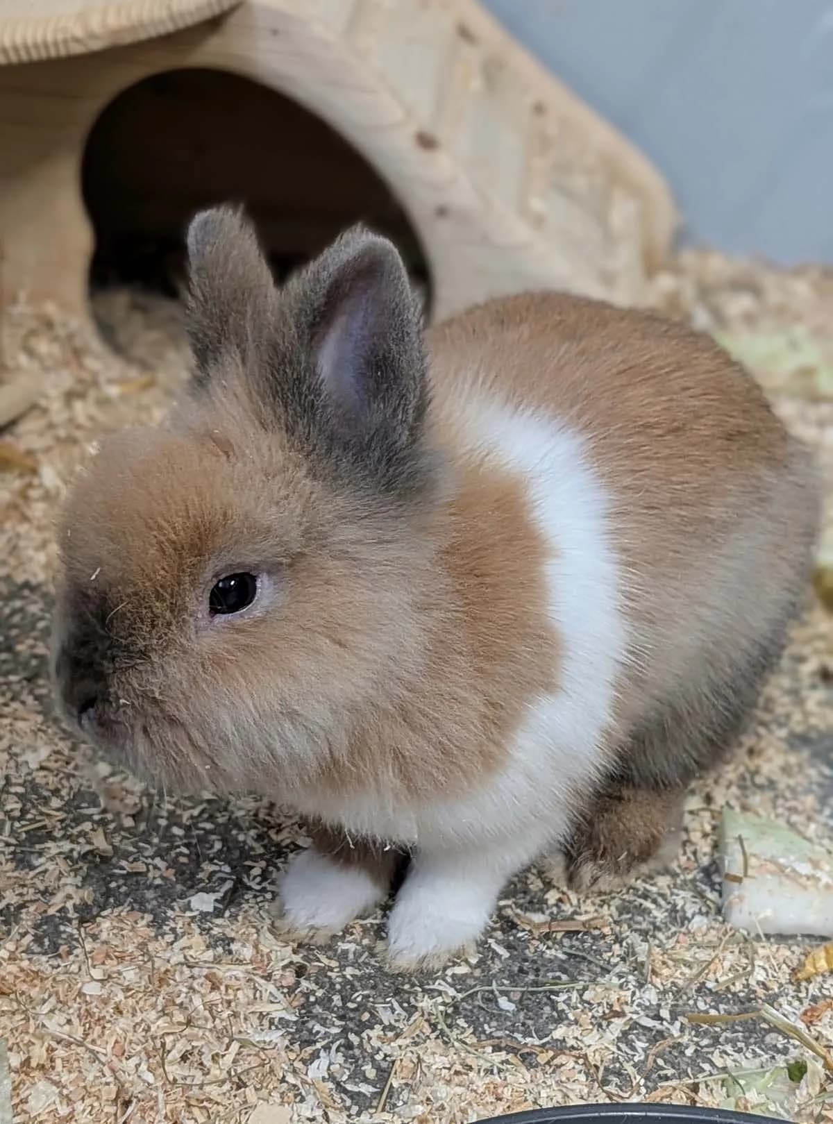 Koalin, male mixed breed for adoption at Tierschutzverein Wunstorf und Umgebung von 1934 e.V.
