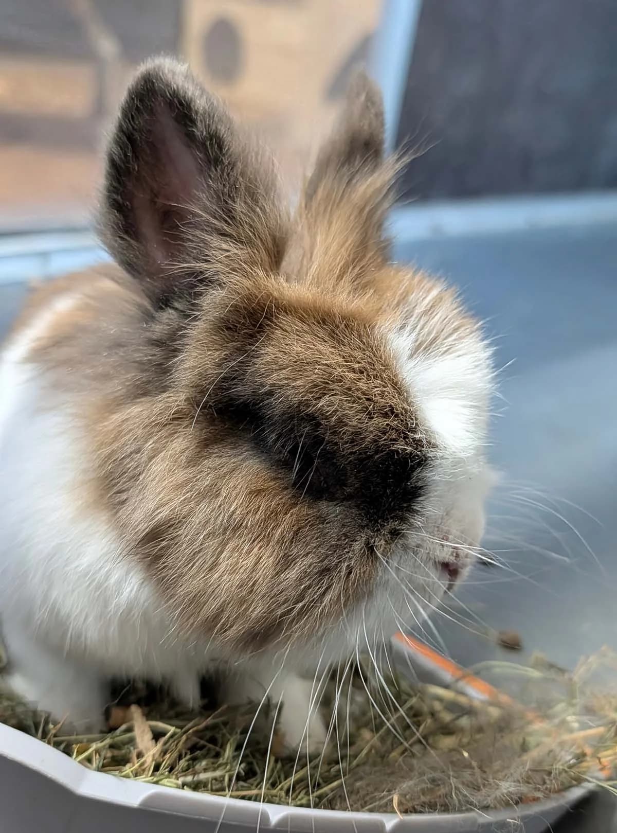 Toffie, male mixed breed for adoption at Tierschutzverein Wunstorf und Umgebung von 1934 e.V.