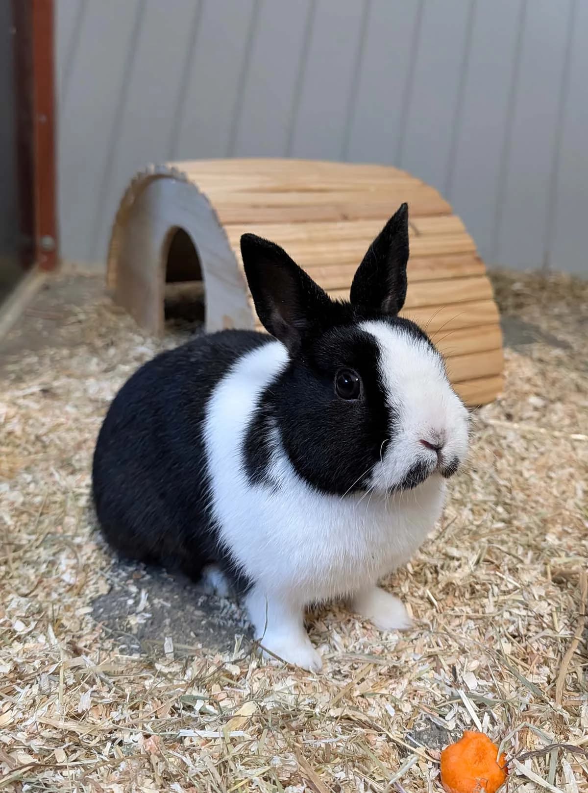 Bigotin, male mixed breed for adoption at Tierschutzverein Wunstorf und Umgebung von 1934 e.V.