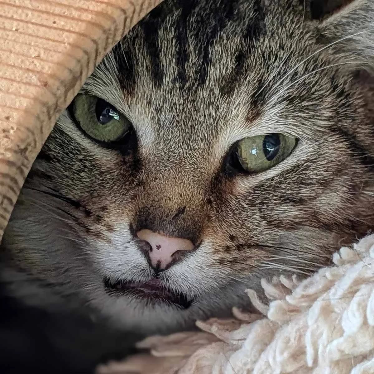 Arnold, male Mixed Breed for adoption at Tierschutzverein Wunstorf und Umgebung von 1934 e.V.