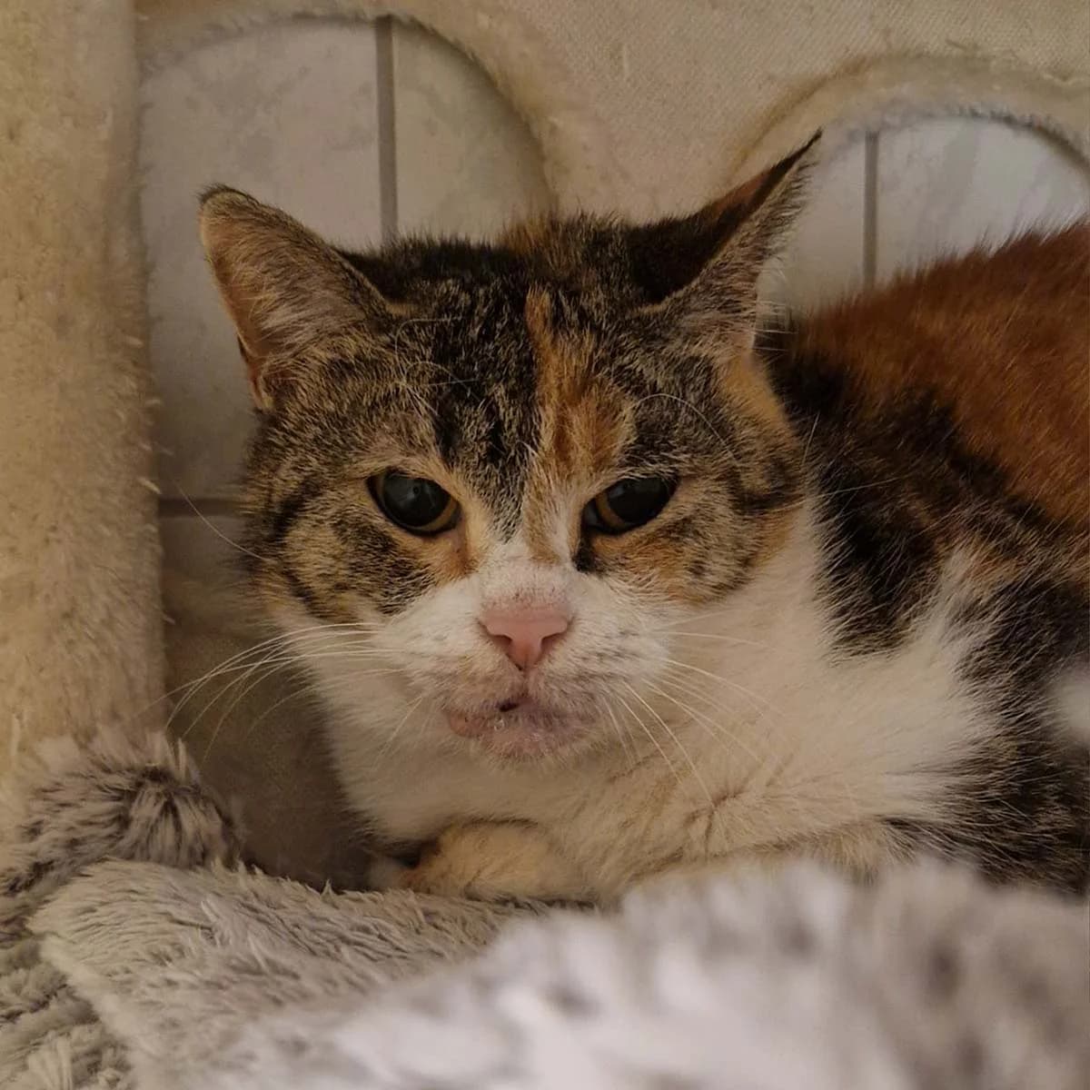 Hilde, female Mixed Breed for adoption at Tierschutzverein Wunstorf und Umgebung von 1934 e.V.