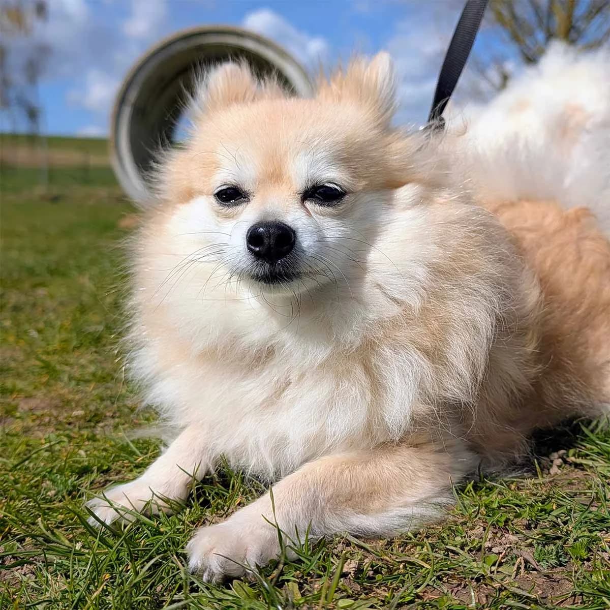 Lotta, female Pomeranian for adoption at Tierschutzverein Wunstorf und Umgebung von 1934 e.V., Wunstorf