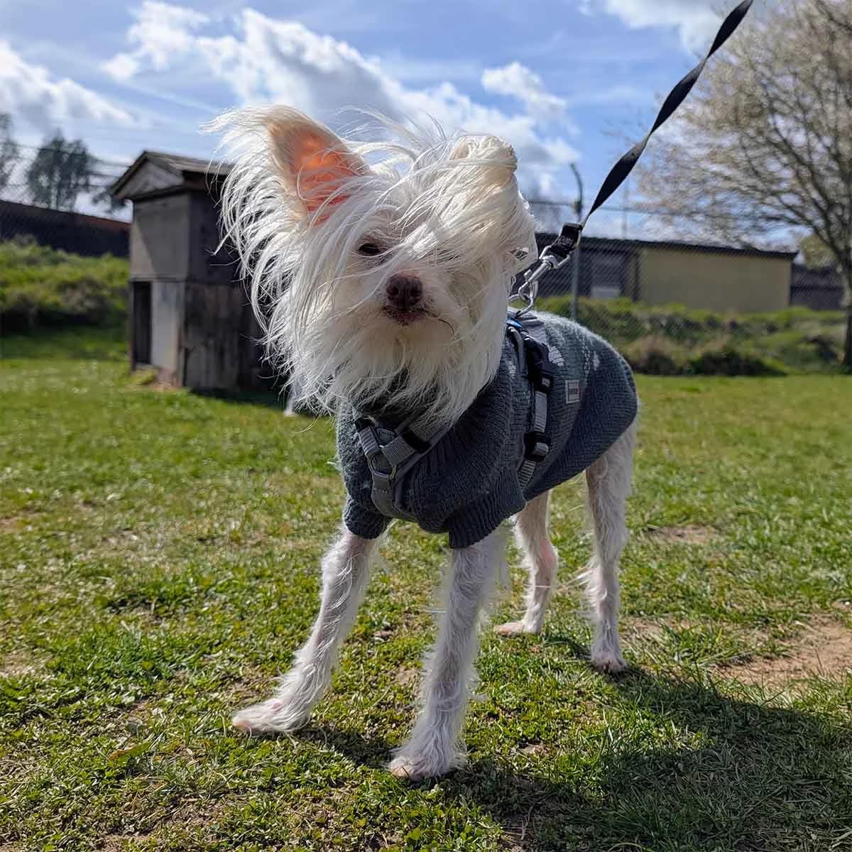 Nelly, female senior Chinese Crested for adoption at Tierschutzverein Wunstorf und Umgebung von 1934 e.V., Wunstorf