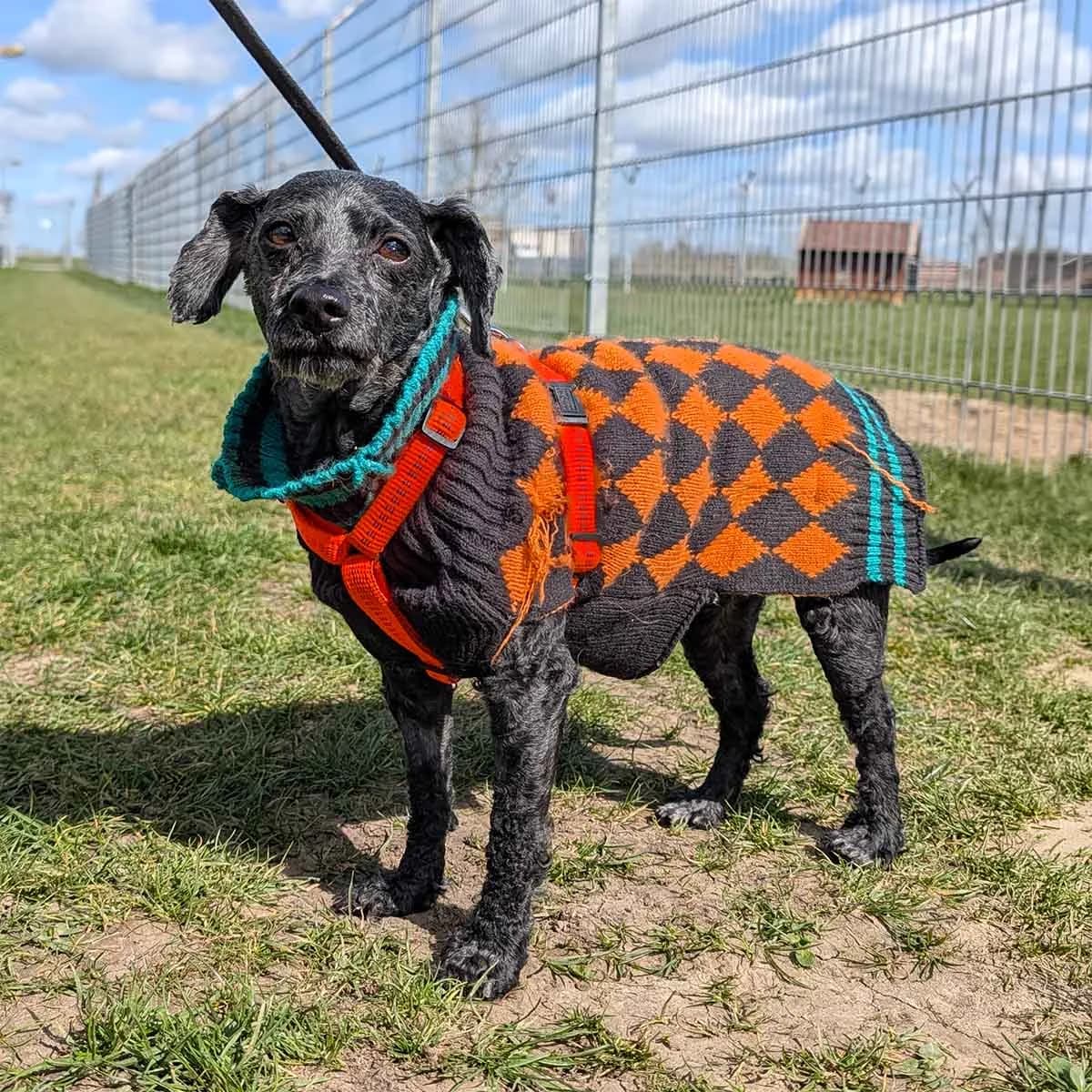 Micky, male Poodle for adoption at Tierschutzverein Wunstorf und Umgebung von 1934 e.V.