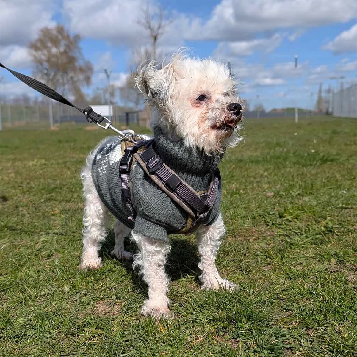 Mucky, male Poodle for adoption at Tierschutzverein Wunstorf und Umgebung von 1934 e.V.