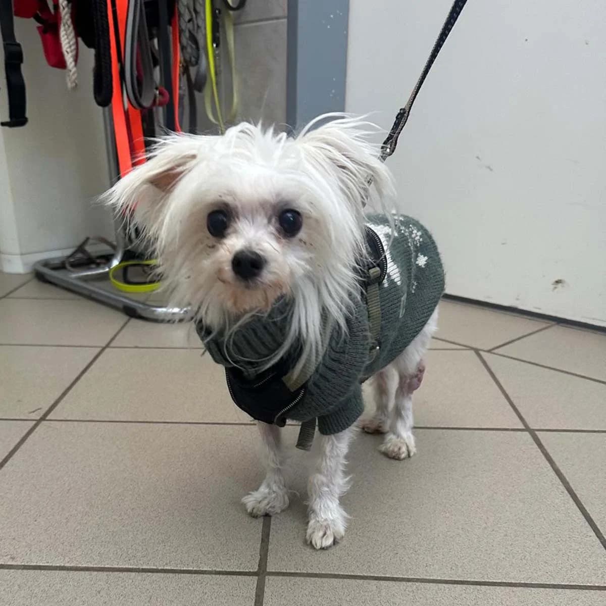Betty, female Maltese for adoption at Tierschutzverein Wunstorf und Umgebung von 1934 e.V.