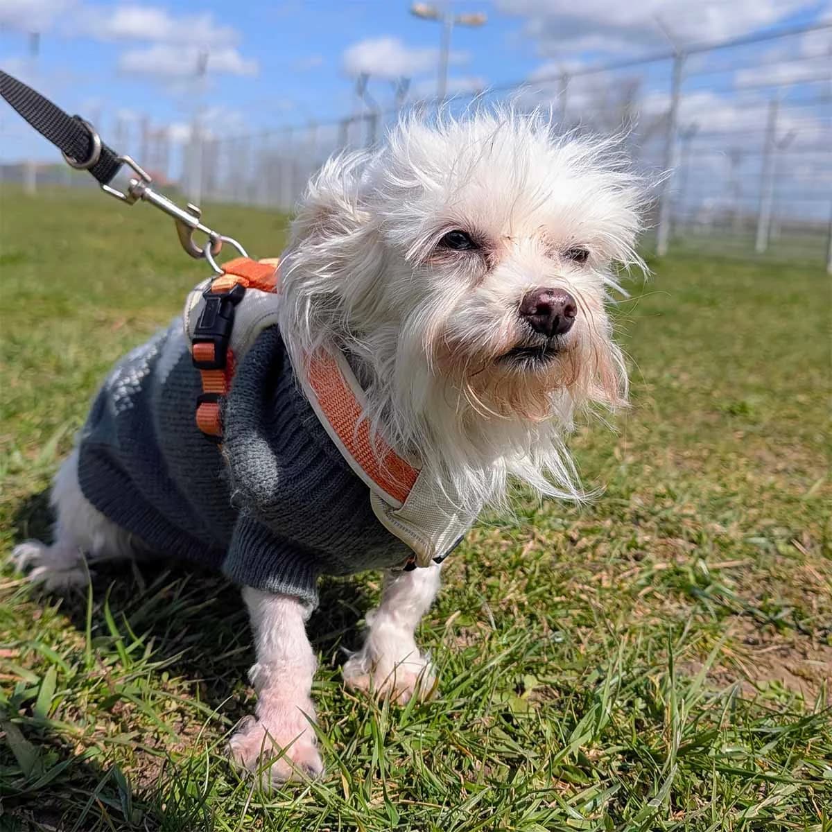 Suzi, female senior Maltese for adoption at Tierschutzverein Wunstorf und Umgebung von 1934 e.V., Wunstorf