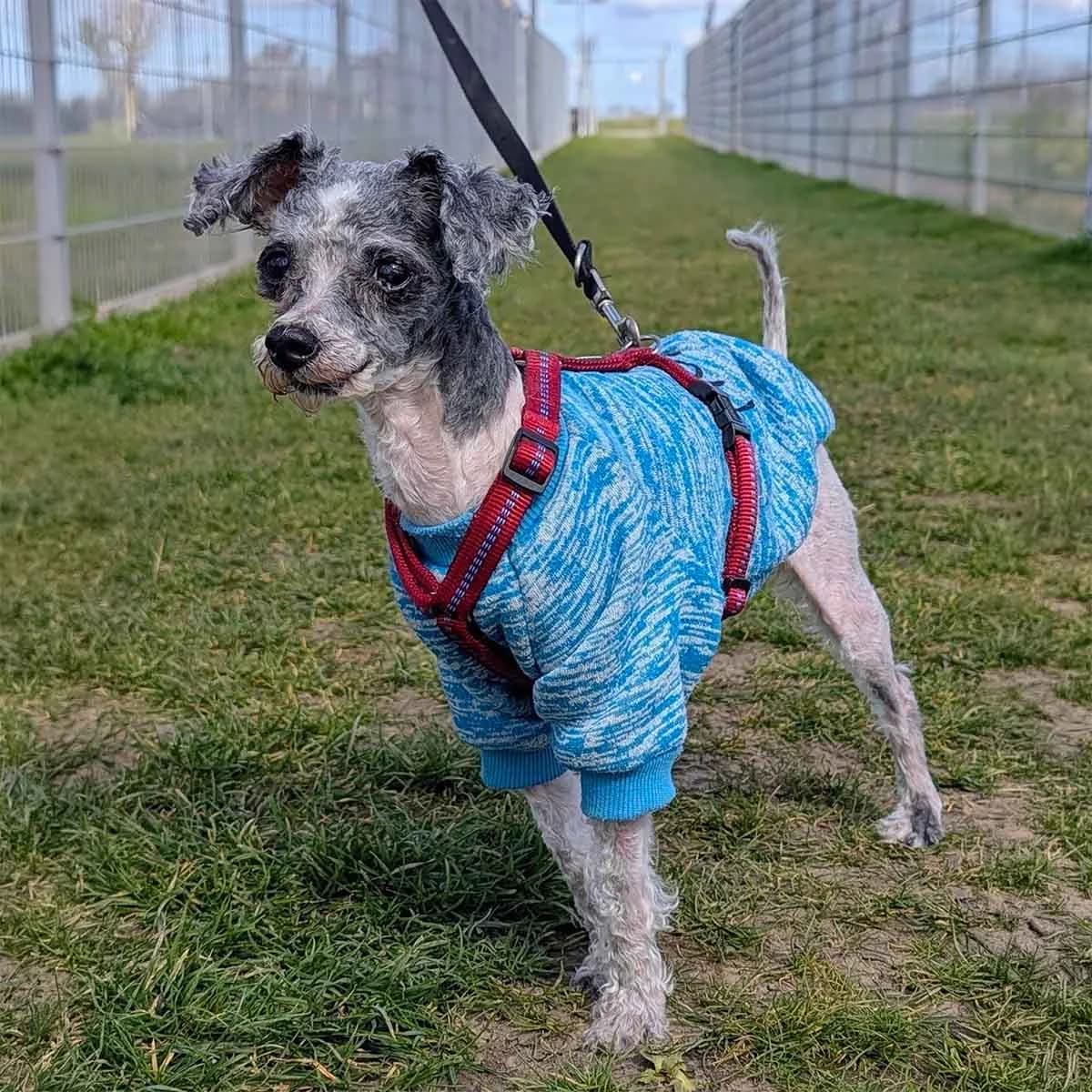 Paula, female Poodle for adoption at Tierschutzverein Wunstorf und Umgebung von 1934 e.V.