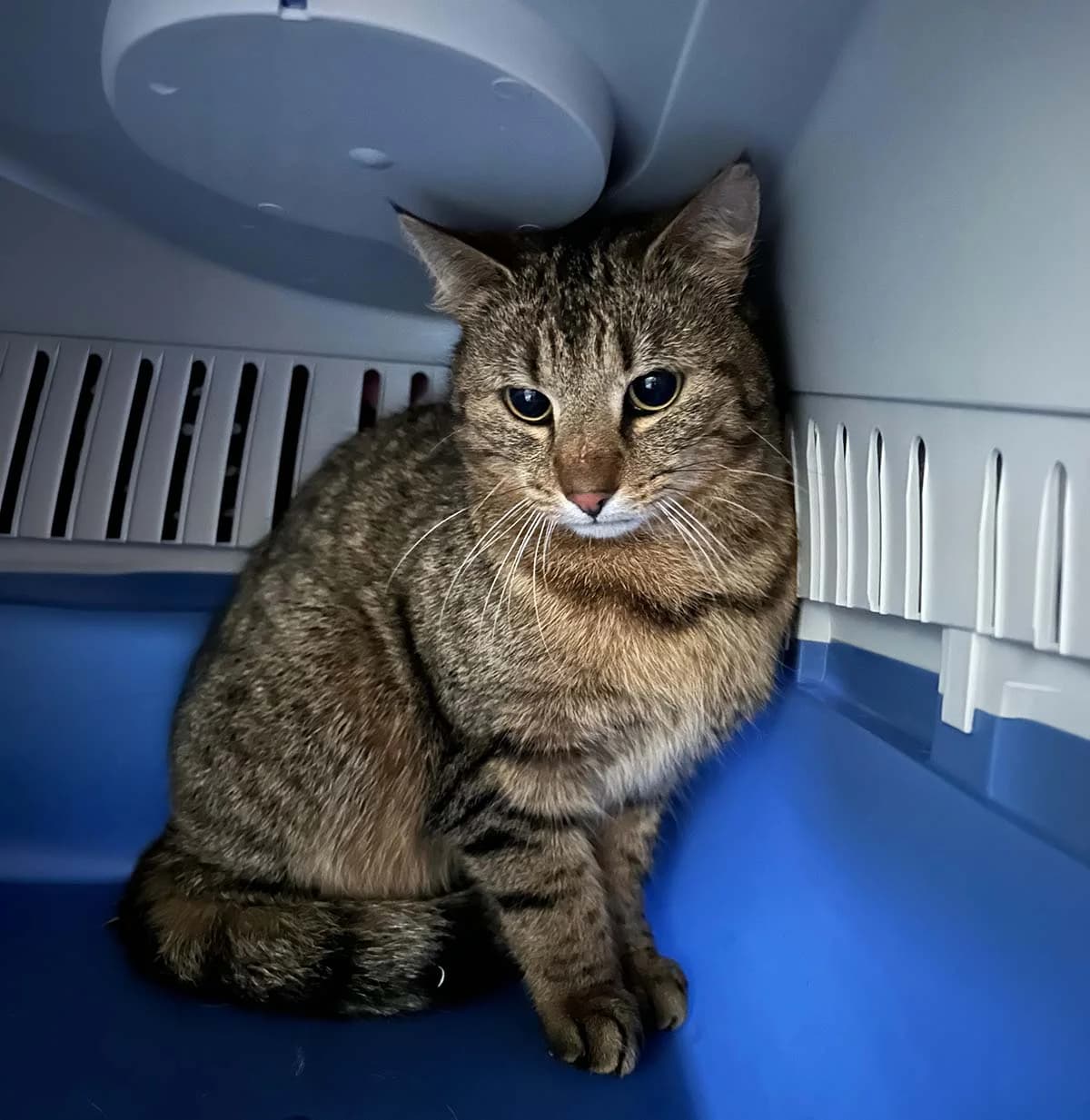 Friedhelm, male Mixed Breed for adoption at Tierschutzverein Wunstorf und Umgebung von 1934 e.V.