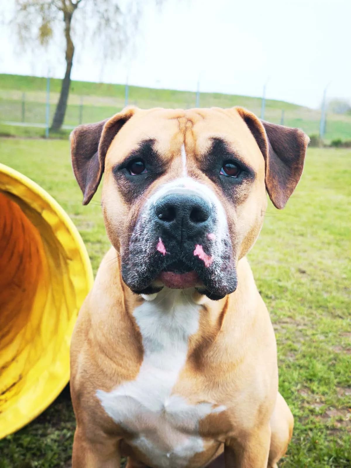 Duke, male 4yo Mixed Breed for adoption at Tierschutzverein Wunstorf und Umgebung von 1934 e.V., Wunstorf