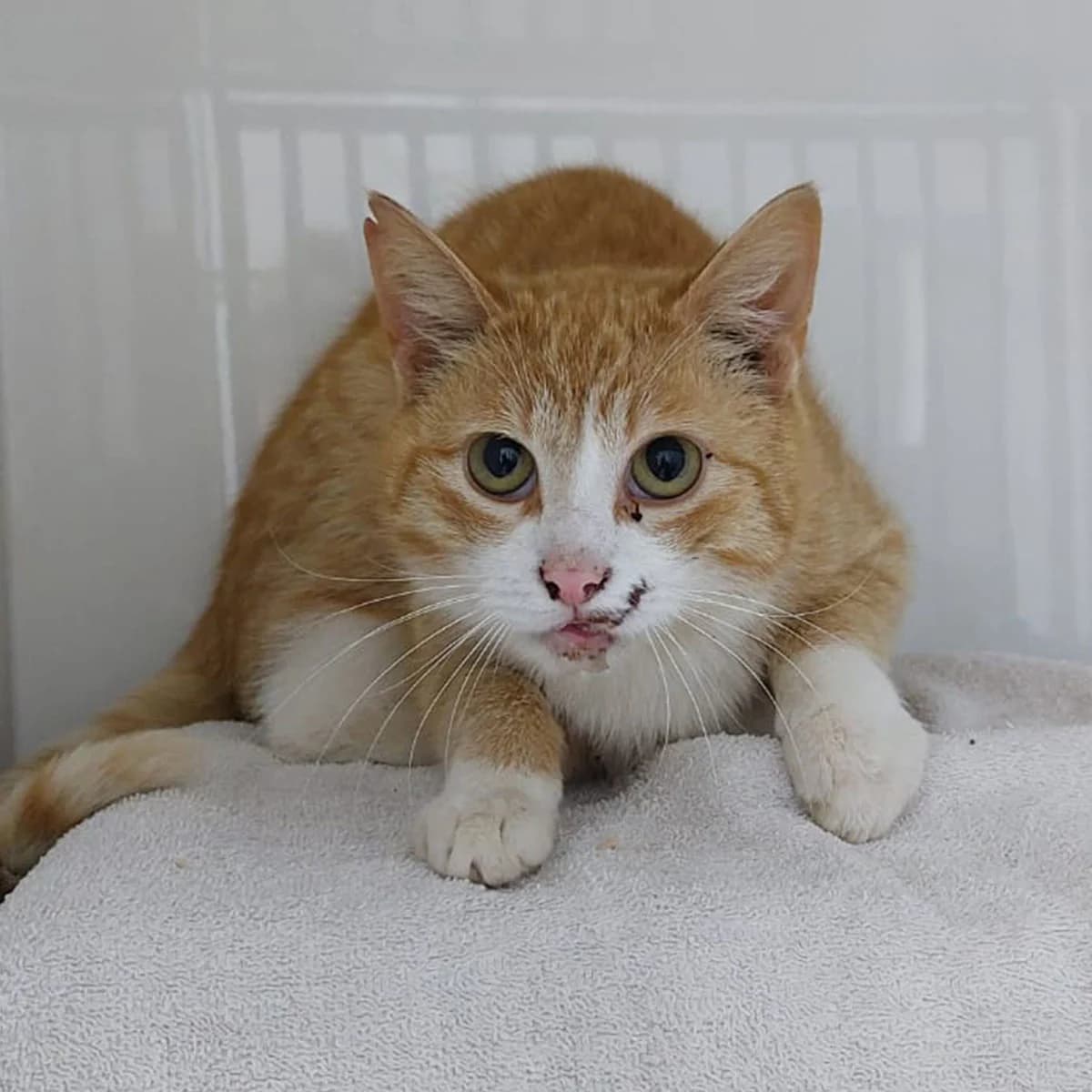 Max, male Mixed Breed for adoption at Tierschutzverein Wunstorf und Umgebung von 1934 e.V., Wunstorf